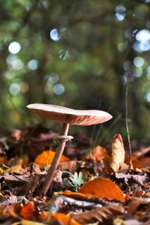 Autumn time, mushroom in the forest, October, Germany