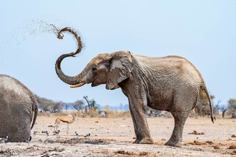 African elephant (Loxodonta africana), adult male, splashes water at the waterhole, Nxai Pan