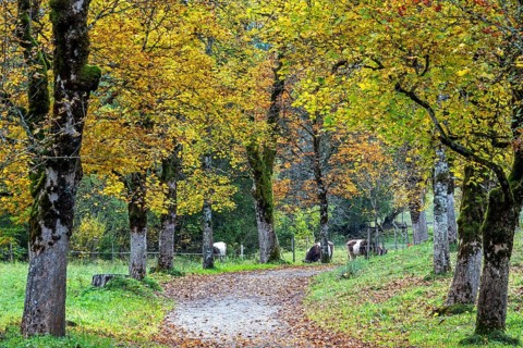 Autumn atmosphere, avenue with autumn-colored sycamore trees, Stillach Valley, near Heini-Klopfer