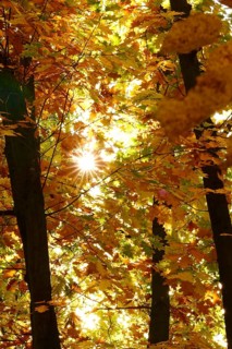 Trees in forest with autumn sun, October, Germany