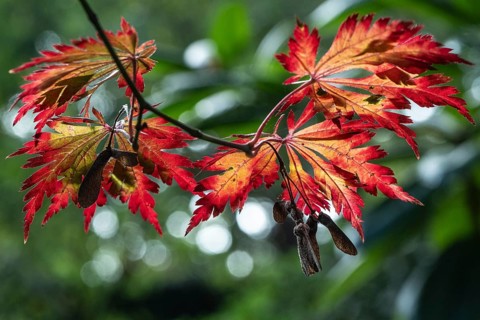 Adenhut leaf maple (Acer japonicum aconitifolium), autumn leaves, Emsland, Lower Saxony, Germany