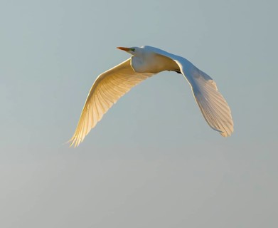 Great egret (Ardea alba) in flight, in warm, orange morning light, Lower Saxony, Germany