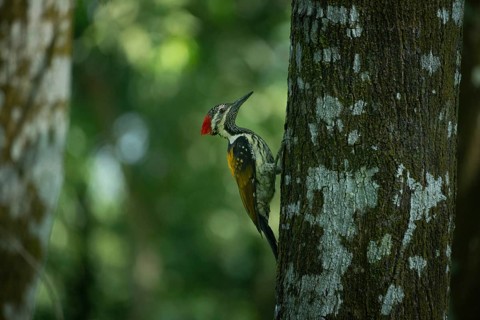 A closeup of a black-rumped flameback (Dynopium benghalense) on a tree in the forest. Sreepur,