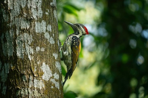 A vibrant Black-rumped Flameback woodpecker (Dinopium benghalense) clings to the rough, mossy bark