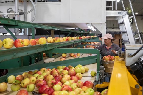 Berrien Springs, Michigan - Fresh apples are sorted and packed at Hildebrand Fruit Farms. Michigan