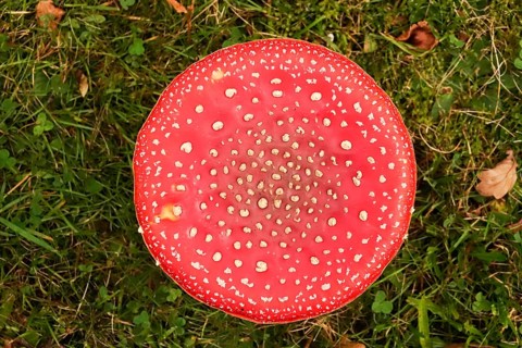 Fairytale toadstool, autumn, Germany