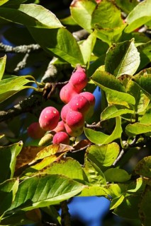 Fruits of the magnolia, September, Germany