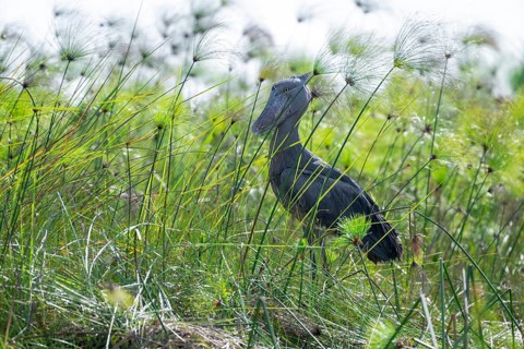 Shoebill (Balaeniceps rex) in the swamps of Mabamba between Papyrus, Lake Victoria, Uganda