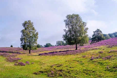 Purple flowering heath, heather and juniper bushes, Lüneburg Heath nature reserve, Lower Saxony,