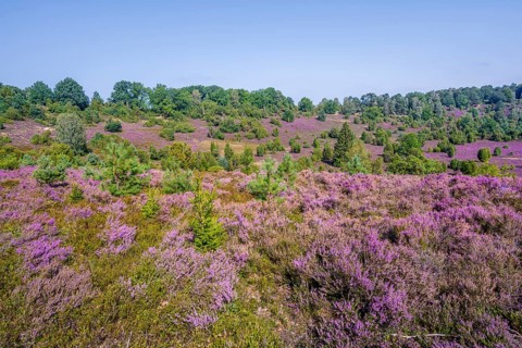 Purple flowering heath, broom heather and juniper bushes, in Totengrund, Wilsede Lüneburg Heath