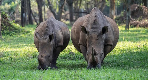 Two animals, Southern white rhinoceros (Ceratotherium simum simum), Ziwa Rhino Sanctuary, Uganda