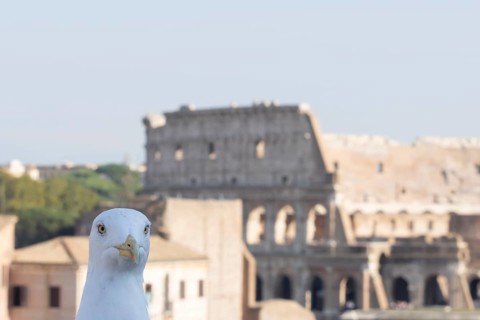 Yellow-legged gull (Larus michahellis) adult bird on an ancient city building with The Colosseum in