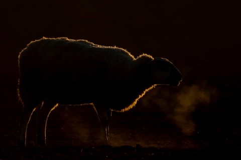 Domestic sheep (Ovis aries) adult farm animal bleeting in winter, England, United Kingdom