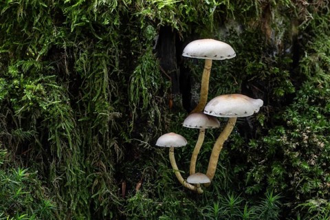 Sulphur tuft (Hypholoma fasciculare) Emsland, Lower Saxony, Germany