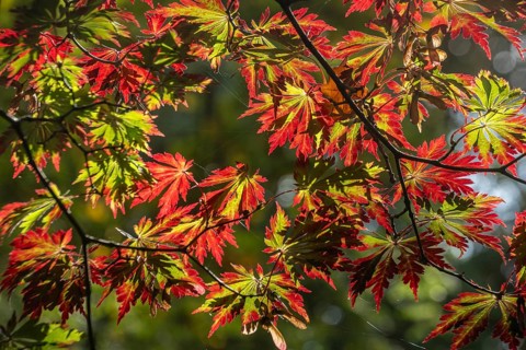 Aconite-leaved maple (Acer japonicum Aconitifolium), Emsland, Lower Saxony, Germany