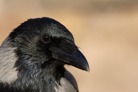 Hooded crow (Corvus cornix) adult bird head portrait, Rome, Italy