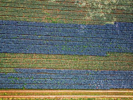 Top down view of red and green cabbage field from a drone, Devon, England, United Kingdom