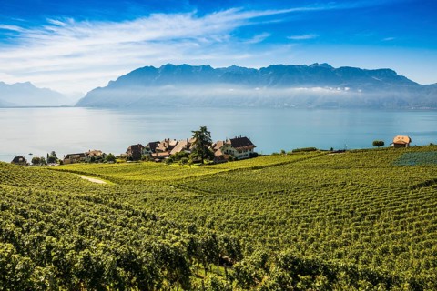 Picturesque village in the vineyards by the lake, Rivaz, Lavaux, UNESCO World Heritage Site, Lake