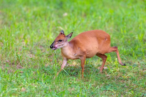 A female Red Forest Duiker (Cephalophus natalensis) stands in a green meadow, eating grass and