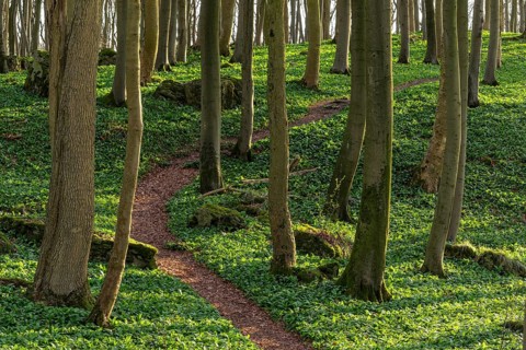 Winding forest path through an idyllic beech forest in spring with lush green wild garlic on the