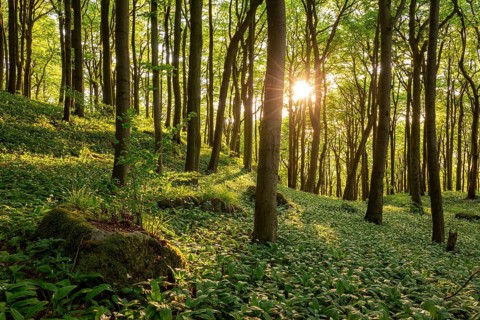 The light of the sun shines in an idyllic beech forest in spring with lush green wild garlic on the