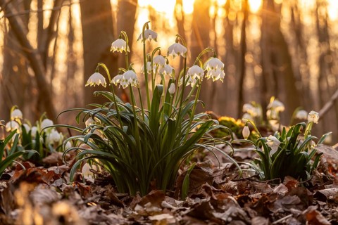 Close-up of spring knotweed (Leucojum vernum) in the forest, also known as marzenbecher, in