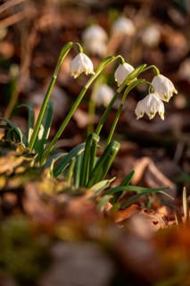 Close-up of spring knotweed (Leucojum vernum) in the forest, also known as marzenbecher, in