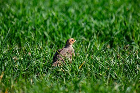 Grey partridge (Perdix perdix) Germany