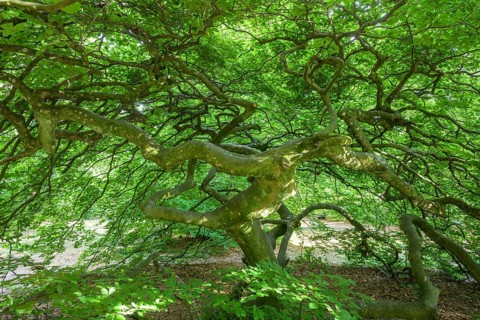 Faux de Verzy beech forest, Verzy, Marne, France
