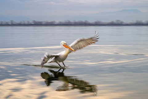 Dalmatian Pelican (Pelecanus crispus), Dalmatian Pelican, landing, long exposure, Lake Kerkini,