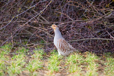 Grey partridge (Perdix perdix) Germany