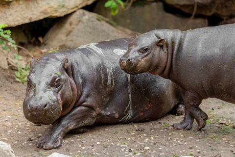 A female pygmy hippopotamus (Choeropsis liberiensis) stands next to its mother. Liberia, West