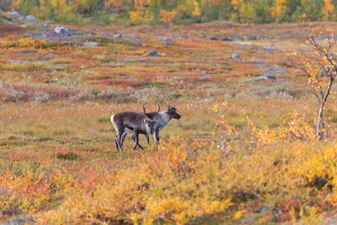 Reindeer herd at Abisko National Park in the colourful autumn of Lapland below Lapporten,