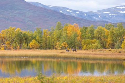 Reindeer at Abisko National Park in autumnal Lapland crossing a marshland by the lake