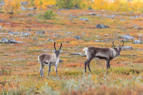 Reindeer herd at Abisko National Park in the colourful autumn of Lapland below Lapporten,