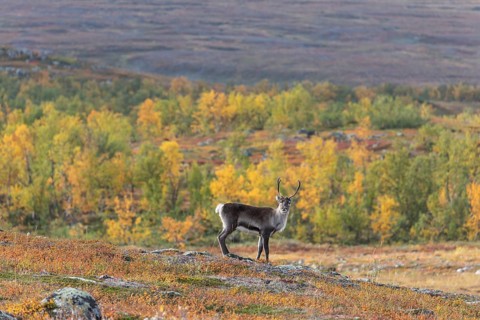 Reindeer at Abisko National Park in the colourful autumn of Lapland below Lapporten, Cuonjávággi