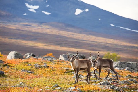 Reindeer herd at Abisko National Park in the colourful autumn of Lapland below Lapporten,