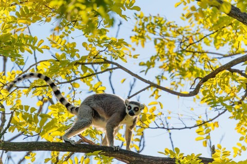 A ring-tailed lemur (Lemur catta) runs across a branch high up in a tree against the light on a