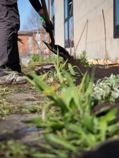Gardener using shovel to spread soil in urban garden, creating fertile ground for planting and