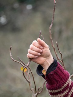 Farmer examining small branches of a fruit tree, checking for buds in winter