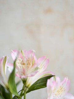 Pink and white alstroemeria flowers create a delicate and elegant floral display