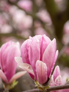 Close-up of pink magnolia flowers blooming on a tree branch, capturing the beauty of springtime