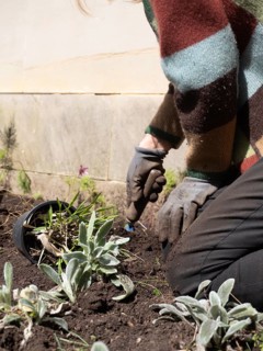 Gardener wearing gloves planting seedlings in fertile soil during sunny spring day