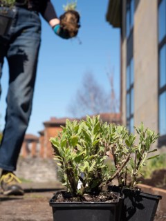 Gardener holding a plant, walking in an urban garden setting, ready for planting