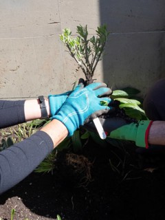 Gardeners are transplanting a young plant in a shared urban garden, promoting sustainable living