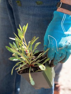 Gardener wearing gloves holding a small potted plant, ready for planting in an urban garden
