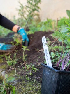 Planting a selinum wallichianum seedling in an urban garden
