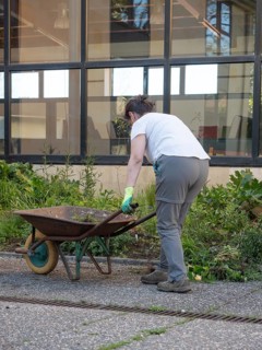 Woman working in urban garden, removing weeds and using a wheelbarrow