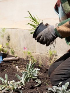 Gardener wearing gloves holding a black pot with ornamental grass, preparing to replant it in the