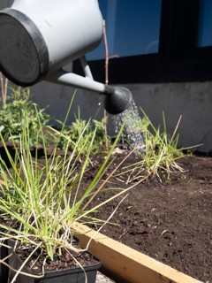 Person watering seedlings in an urban garden setting, promoting sustainable living and homegrown